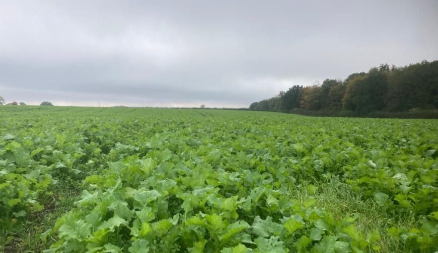 101 Acres Of Stubble Turnips, Rangemore - Picture No. 02