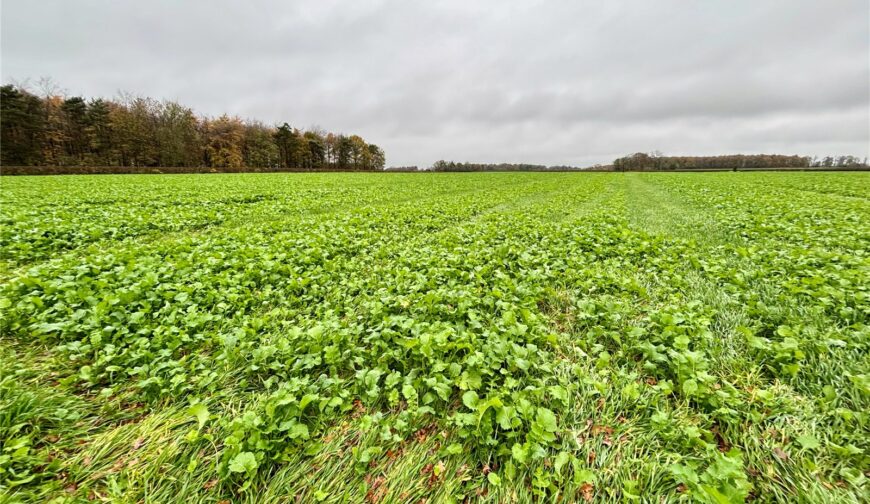 117.29 Acres Of Stubble Turnips, 117.29 Acres Of Stubble Turnips - Picture No. 01