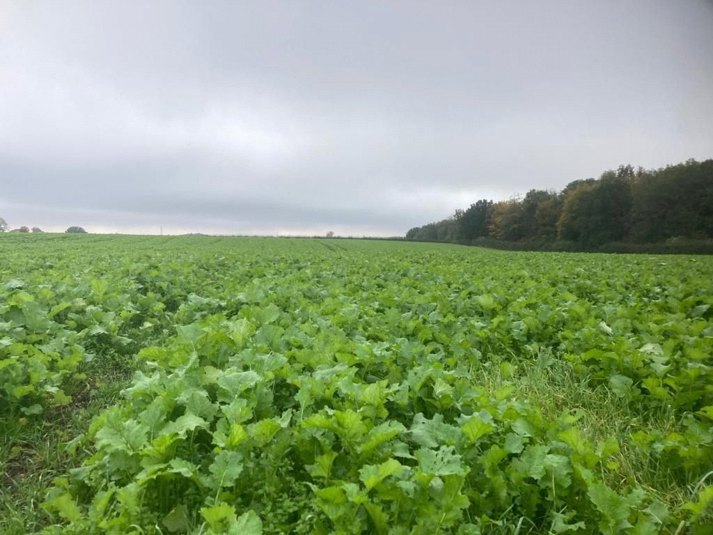 117.29 Acres Of Stubble Turnips, 117.29 Acres Of Stubble Turnips - Picture No. 03