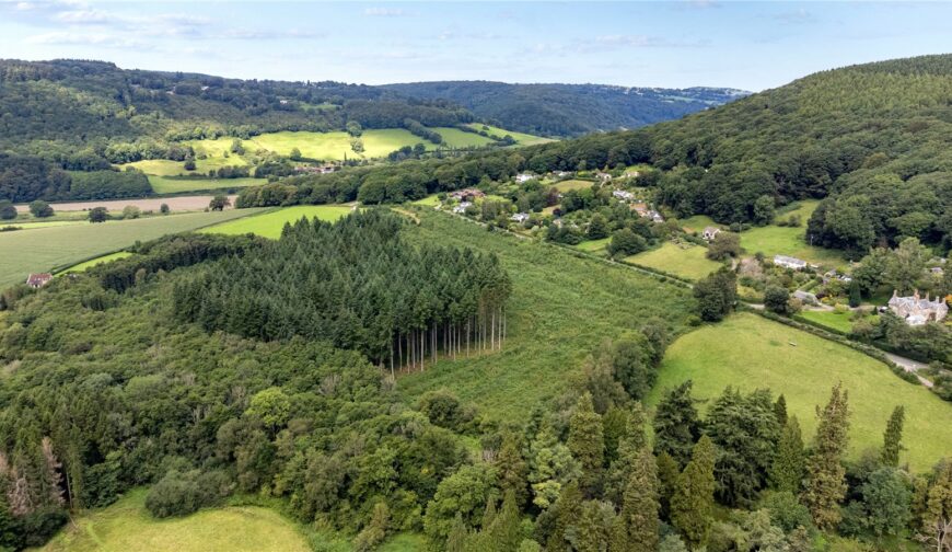 Lindors Wood, The Fence - Picture No. 09