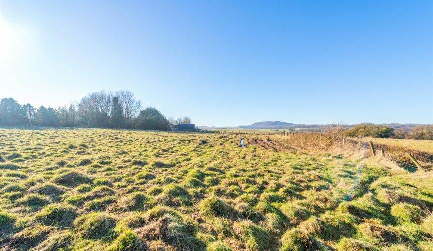 The Old Paddock, New Works - Paddock