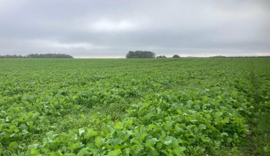 117.29 Acres Of Stubble Turnips, 117.29 Acres Of Stubble Turnips - Picture No. 02