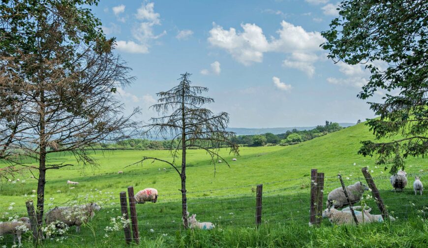 Shepton Fields, Pulverbatch - 24
